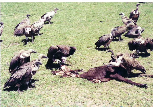 mm - vultures
