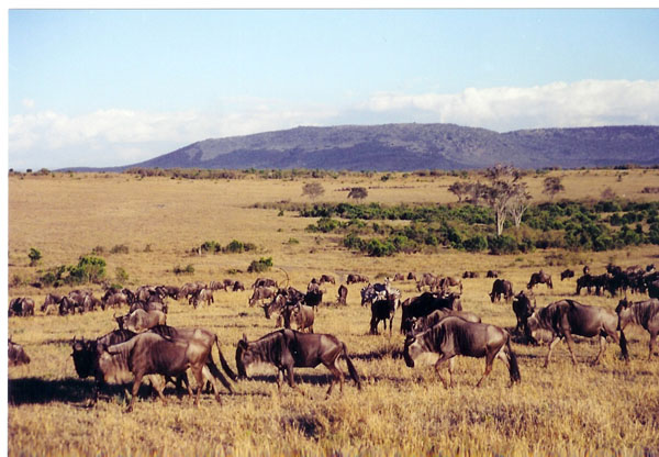 mm - wildebeast herd