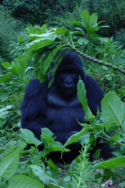 Gorillas - 5