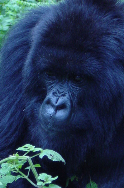 Gorillas - closeup