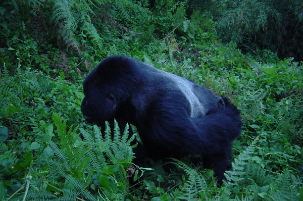 Gorillas - silverback view