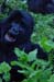 Gorillas - laugher