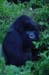 Gorillas - silverback