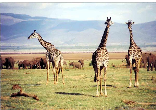 Manyara -  3 giraffes
