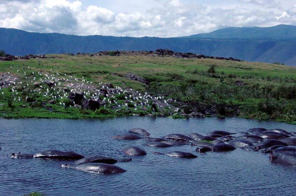 crater - hippo pool