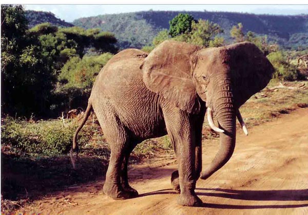 manyara - elephant closeup