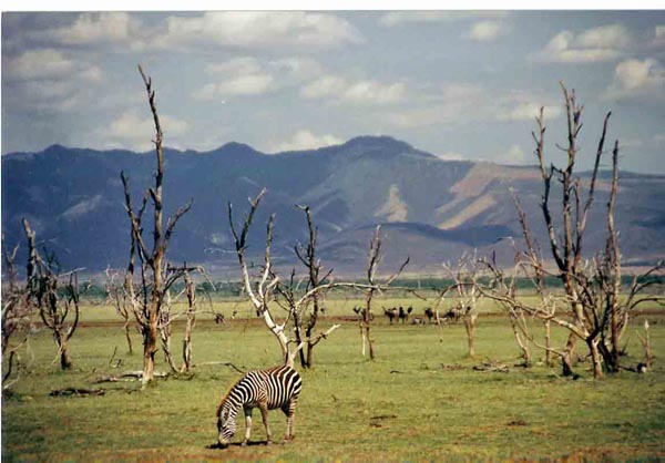 manyara - zebra