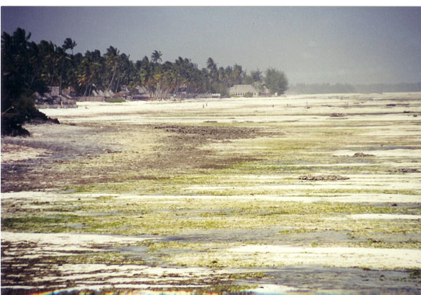jambiani - low tide