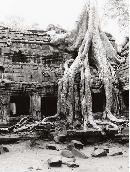 Ankor Wat - overgrown tree