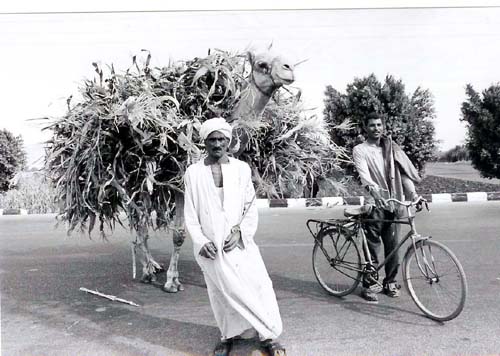 Egypt Luxor - loaded camel