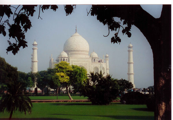 Agra - Taj tree view