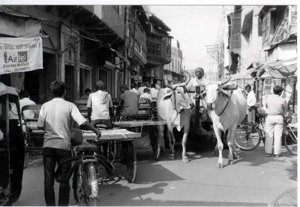 Agra - street oxen