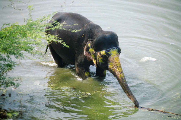 Jaipur - Amber Fort elephant bathing
