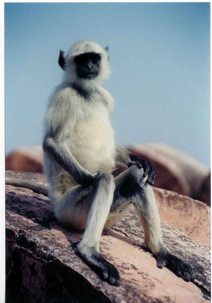 Jaipur - Amber monkey poser