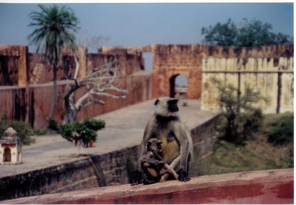 Jaipur - Amber monkeys