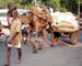 Jaipur - camel traffic