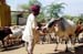 Mbike Trip - Dos Sadhu feeding camel