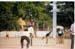 Pushkar - Camel grounds cricket