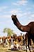 Pushkar Camel Fair - camel neck