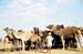 Pushkar Camel Fair - one guy many camels