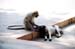 Ranakpur - monkey grooming dog