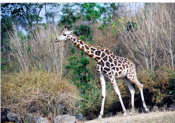 East Java Zoo - giraffe