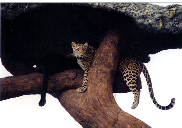East Java Zoo - leopard