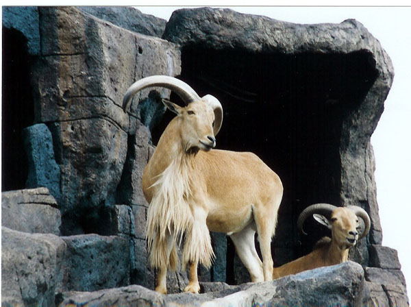 East Java Zoo - mtn goat