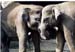 East Java Zoo - elephants