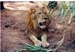 East Java Zoo - lion