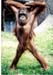 East Java Zoo - orangatang standing