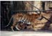 East Java Zoo - tiger