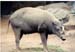 East Java Zoo - warthog