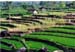 East Java - green rice fields