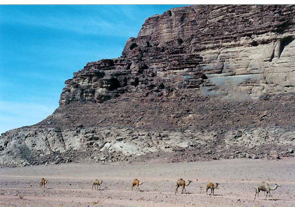 Wadi Rum - camel caravan