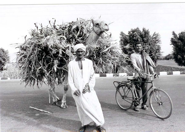 Luxor - loaded camel BW