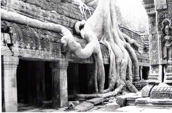 Ankor Wat - overgrown tree2