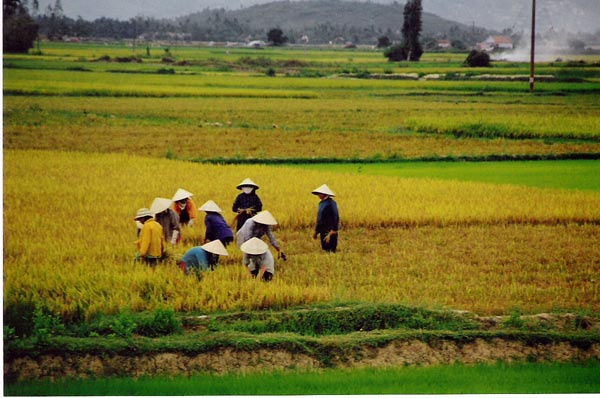 Hoi Ann - 9 rice workers