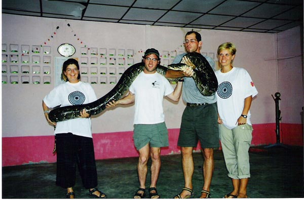 Saigon - 200 lb boa