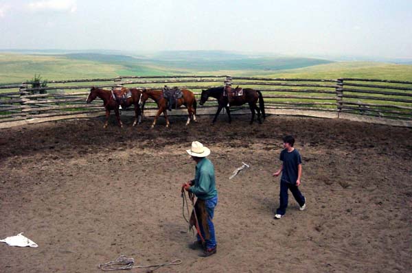 the horse whisperer