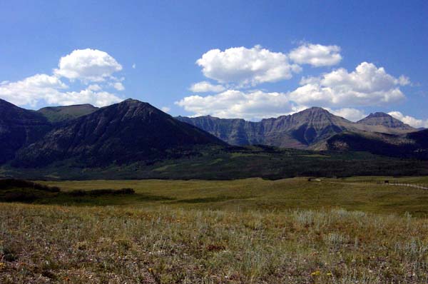 Waterton - Bull field