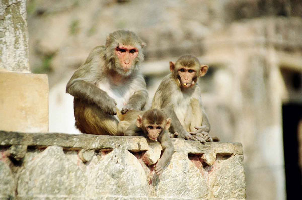 Jaipur - Monkey Palace monkeys2