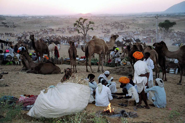 Pushkar Camel Fair - camel horizon fire