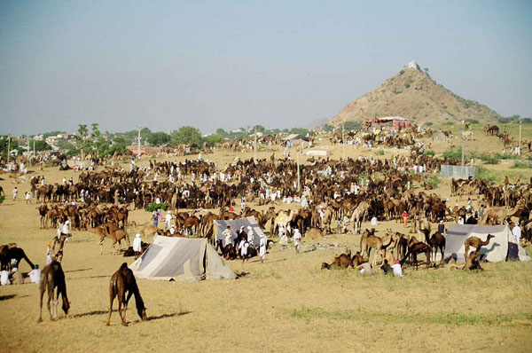 Pushkar Camel Fair - sea of camels