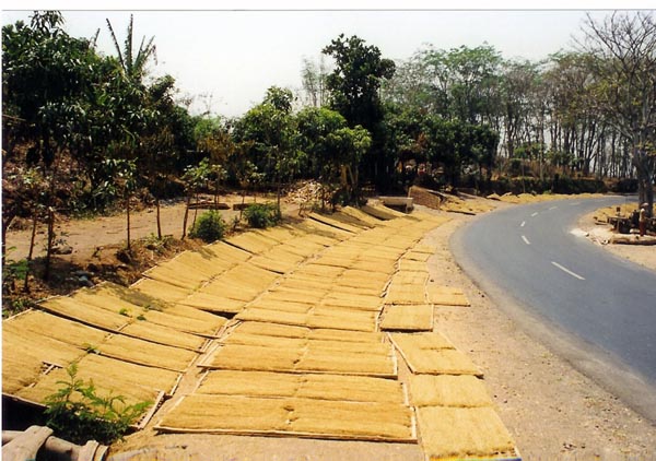 East Java - tobacco