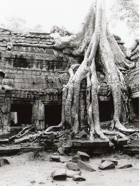 Ankor Wat - overgrown tree